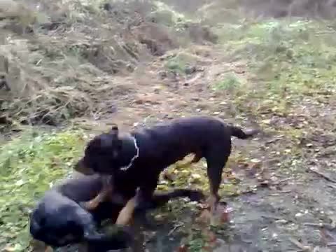 سگ رُتوایلر .vs کن کورسو