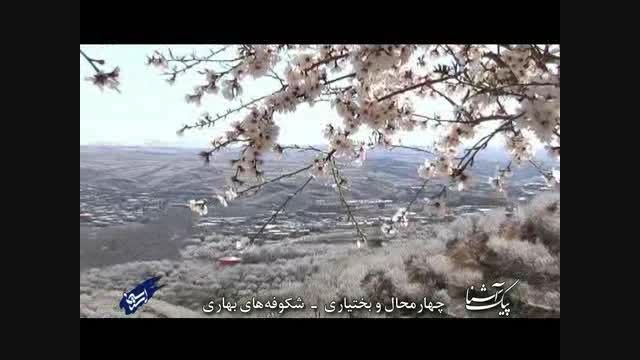 پیک آشنا (چهارمحال و بختیاری - شکوفه های بهاری)