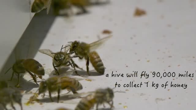 دنیای زیبای زنبور عسل