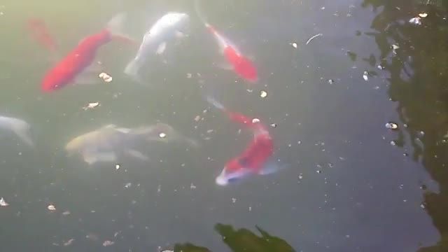 ماهی کوی در استخر