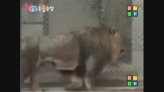 Tiger kills lion