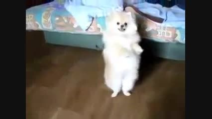 سگ رقاص