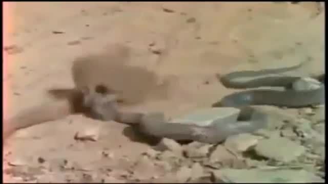 نبرد وحشتناک مار کبری و موش صحرایی واقعا دیدنی