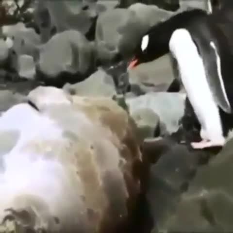 پنگوئن بازیگوش !    (-: