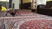 حمله عنكبوت
