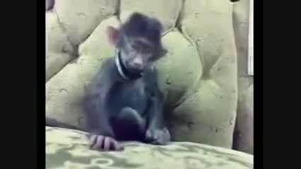 میمون خنده دار