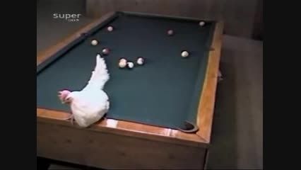 مرغی که بصورت حرفه ای بیلیارد بازی میکند...