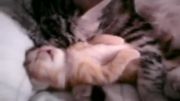 خواب دیدن بچه گربه ناز در بغل مادرش (حتما تماشا کنید)....