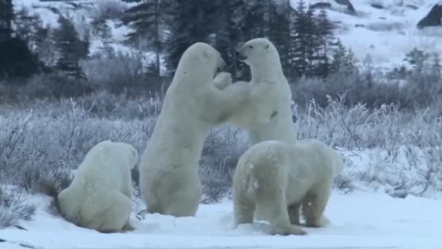درگیری خرس ها