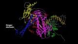 آنزیم DNA;پلیمراز