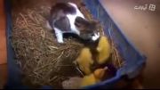 مادر بودن گربه برای جوجه اردک ها !!