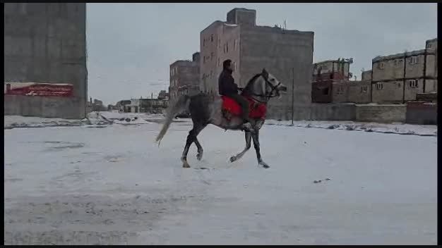 اسب عرب - گیو کاماشه(مبارک*چکاوک)