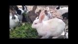 خرگوش های من