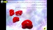 مورچه و حضرت سلیمان (ع)