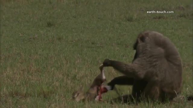جر دادن بچه اهوی زنده توسط میمون بابون