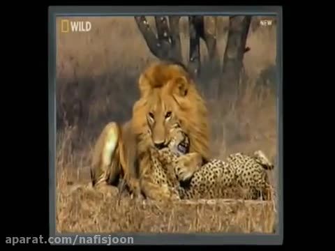 شکار بسیار سهمگین چیتا توسط شیر نر..