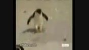تعطیلی بعد از سرکار پنگون ها