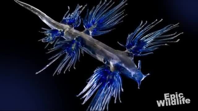 فرشته آبی کوچکترین و خطرناکترین حیوان دنیا