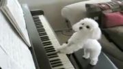 سگی که پیانو میزند!