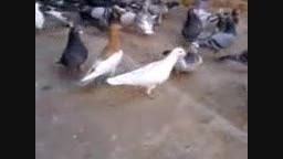 کبوتران پلاکی در سیستان و بلوچستان