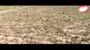 کشت زعفران در زمین هزار متری در شهرستان نقده