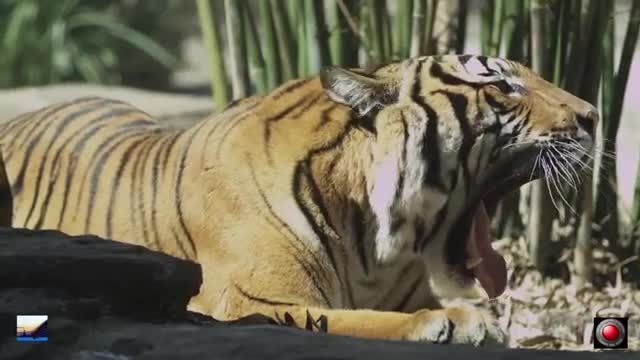 ویدیویی از حیوان فوق العاده زیبا : ببر