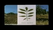 تولید و بهره برداری مان درختان زبان گنجشک در ایتالیا