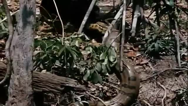 شکار خشن آناکوندا توسط جگوار-خیلی جالب وهیجانی-