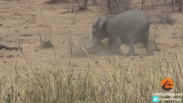 کشتن وحشیانه بوفالو توسط فیل