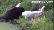 نبرد خرس با 3 گرگ سفید (جدید)