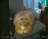 تپل ترین گربه دنیا