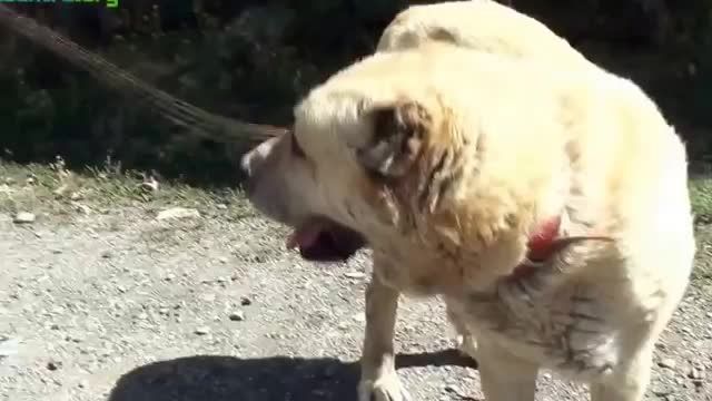سگ گرگ کش ارمنستان (گامپر)