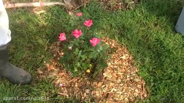 آموزش کاشت و نگهداری گل رز در فصل تابستان