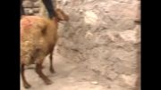 حمله گرگ به گوسفندان در نیر
