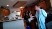 جنگ مادر بزرگ با گربه (خنده دار)