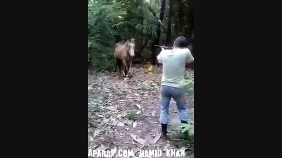 خلاص کردن اسب با شاتــگان