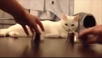 بازی گربه باهوش