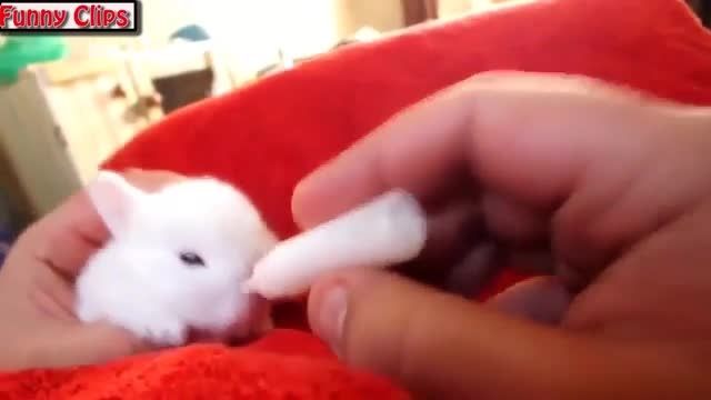 شیر خوردن جالب بچه خرگوش