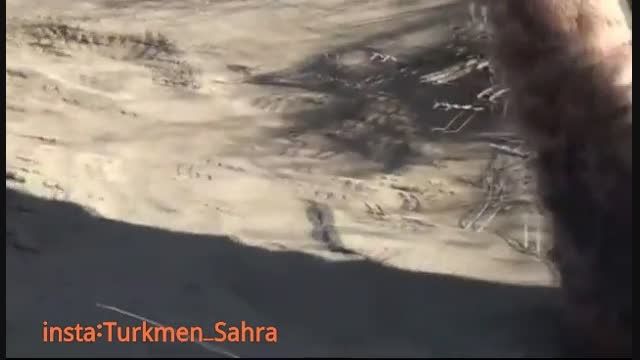 مستند شکار در صحرا