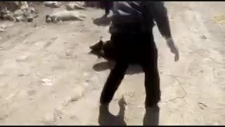 سگ کشی با تزریق دارو در شیراز