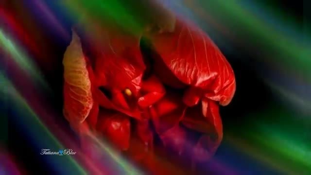 موزیک ویدیو زیبا وشاد Daveed - Colors