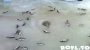 فوران ماهی ها از چاه