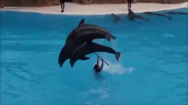 کار های جالب و دیدنی دلفین هاا خنده دار و باحال