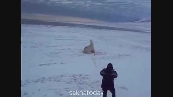 کشتن ظالمانه خرس قطبی توسط انسان
