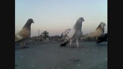 کبوتران بسیار زیبای افغانی.ابلغ