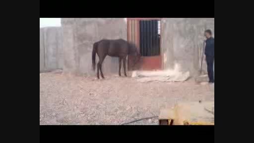 اسب های عرب-اسب تعزیه