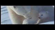 زندگی حیوانات در قطب جنوب