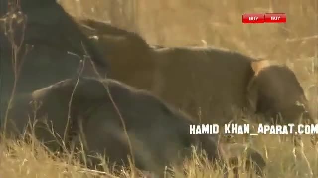 زنده زنده خوردن دردناک فیل توسط شیرها