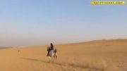 سوارکاری وکورس دختران با اسب عرب