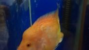 ماهی زیبای گلد تریماکو